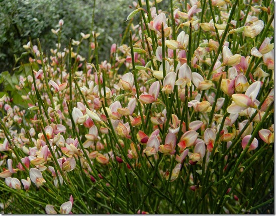 DSCN2143 DSCN2143
