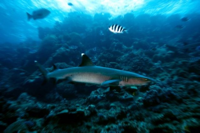 [swimming-with-sharks-19%255B2%255D.jpg]