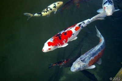 clip_image003 clip_image003