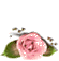 [1-55x38-rose-TR-bot25_thumb%255B2%255D.gif]