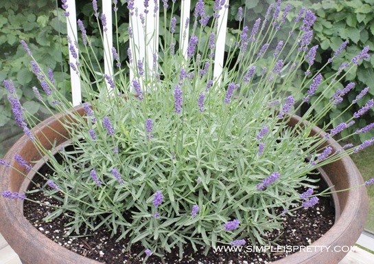 Lavender Plant with Buds beginning of July www.simpleispretty.com