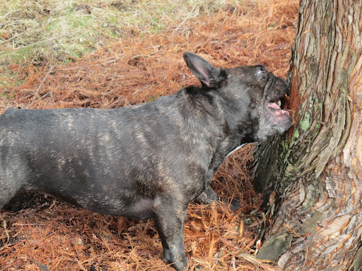 Well then, I'll just gnaw this tree down.