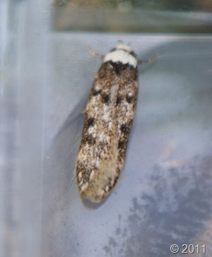 white-shouldered-house-moth