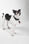 George is thinking....'Perhaps I should get a treat for modeling this fab collar...?'