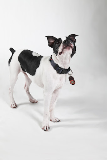George is thinking....'Perhaps I should get a treat for modeling this fab collar...?'