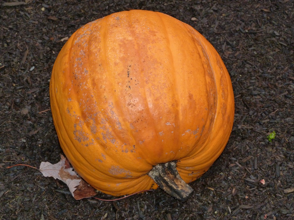 [Pumpkin%2520Jack%252012-18-12%255B6%255D.jpg]