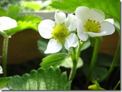 IMG_7375 IMG_7375