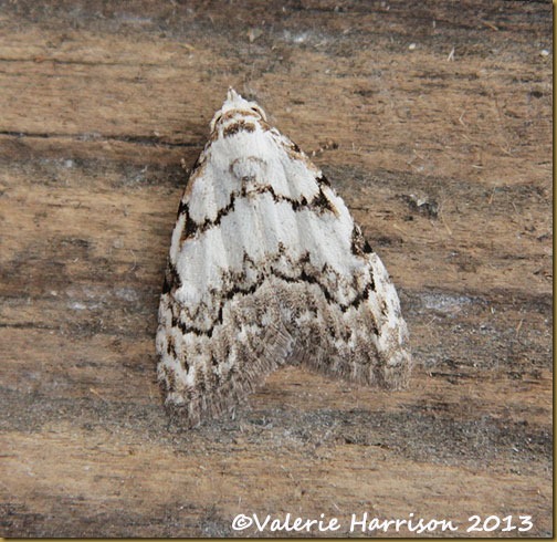 least-black-arches