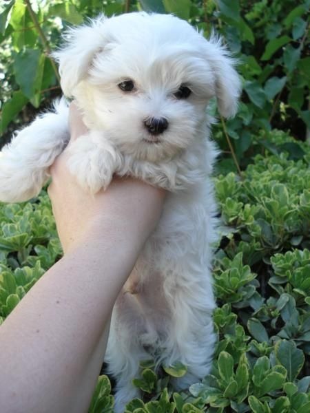 [fotos%2520de%2520perritos%2520imagenesifotos.blogspot%2520%25285%2529%255B4%255D.jpg]