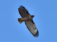 DSC_7435.jpg