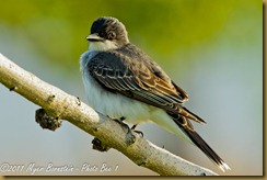 f Eastern Kingbird_ROT2595 Bombay Hook  May 09, 2011 NIKON D3S