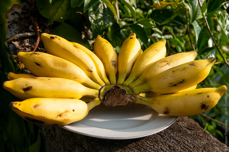Бананы (Banana) Бананы (Banana)