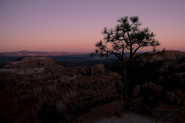 Tree & Bryce Canyon Sunset Tree & Bryce Canyon Sunset