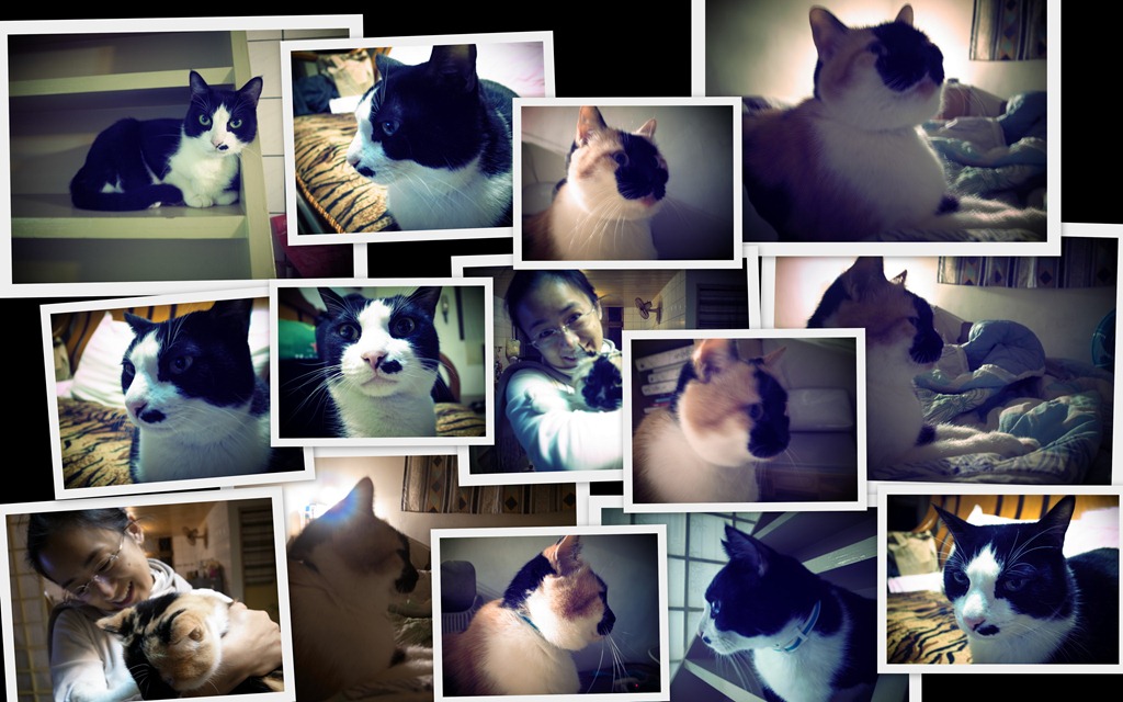 [Cat%255B3%255D.jpg]