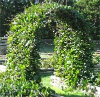 [Bertalha%25201%255B3%255D.jpg]