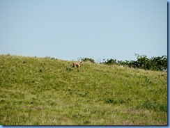 1310 Alberta Red Rock Parkway - Waterton Lakes National Park - a coyote