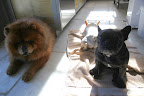 Martha's going to need a truffle sniffing dog!  So, G.K., who do you think it's going to be?