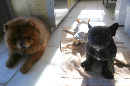 Martha's going to need a truffle sniffing dog!  So, G.K., who do you think it's going to be?