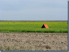 1967 Alberta Hwy 879 North - orange tents are shelters for the bees which pollinate the canola 1967 Alberta Hwy 879 North - orange tents are shelters for the bees which pollinate the canola