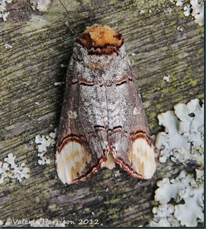 Buff-Tip-2 Buff-Tip-2