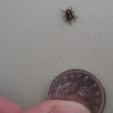 Salticus sp. - a tiny jumping spider