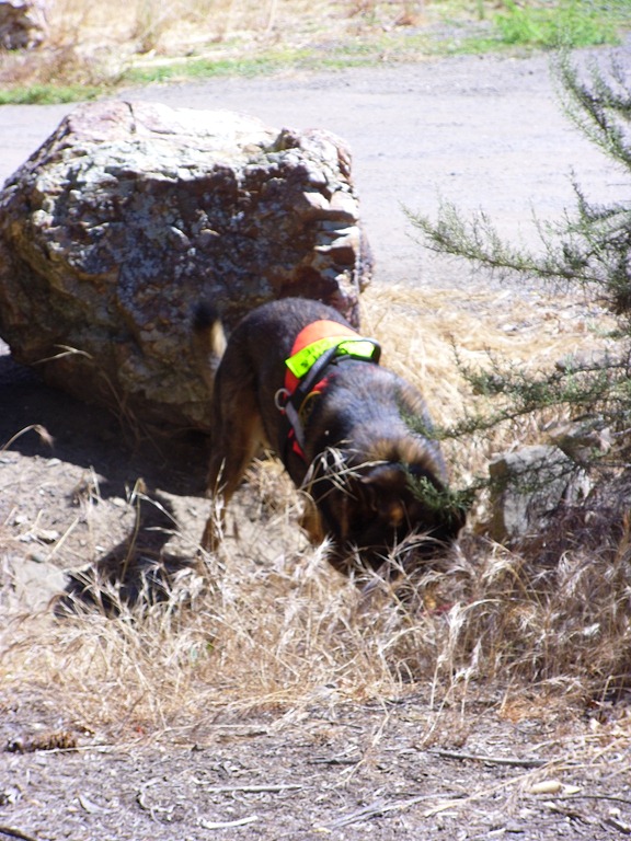 [K-9%2520Dog%2520Search%2520and%2520Rescue%2520Team%2520009%255B3%255D.jpg]