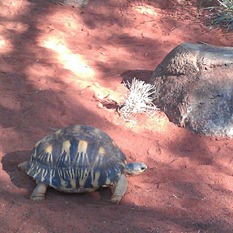 tortoise