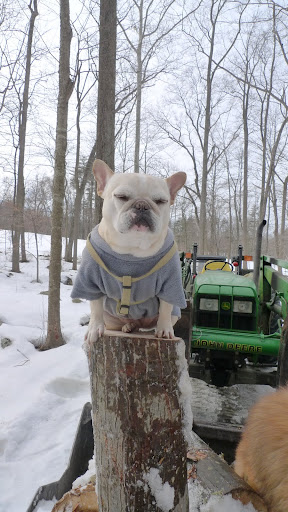 It's kind of nice sitting up here.  I'll just pretend that I'm a majestic figure at the top of a totem pole.
