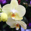 orchid 4.jpg
