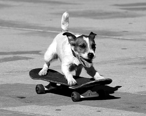 dog-skate-la-weekly-grayscale