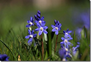 EWG 20.3.12 (44) Chionodoxa EWG 20.3.12 (44) Chionodoxa