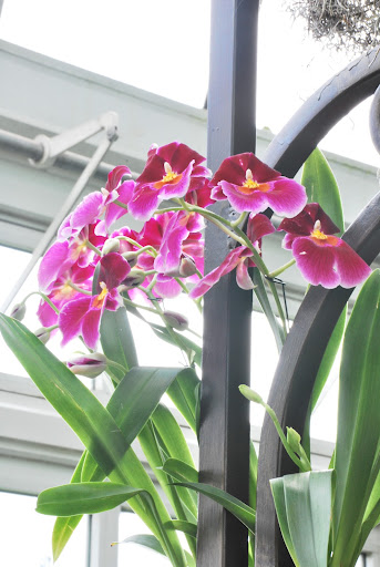 Pink pansy orchids.