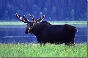 Moose Moose