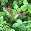 Cicadas