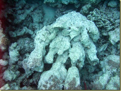 MR Broken Pipe Coral