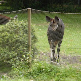 Zootour Teil 2