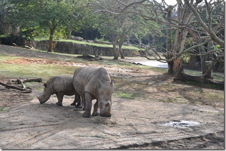 animal kingdom 121012 081