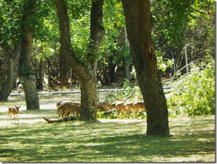 Soon, the tree were "attacking" the green leaves with gusto.  They are starving for green stuff.