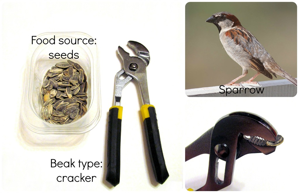 [sparrow-beak-words.jpg]
