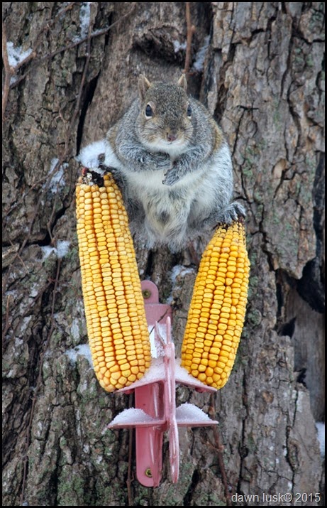 StumpySquirrelCorn