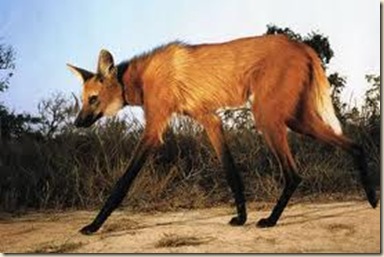 maned wolf