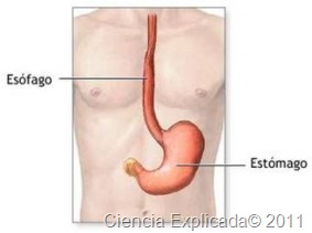 [el%2520esofago%255B15%255D.jpg]