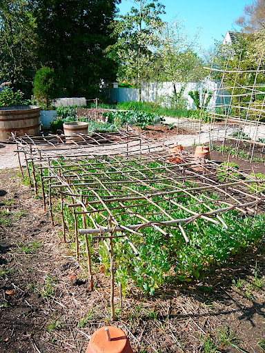 Arbors, trellises, wattle fencing and growing frames all fabricated from Vitex branches lashed together with leather. Jute is a contemporary tying substitute for these easy, appealing and practical structures.