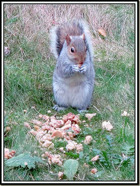 Grey squirrel at Center Parcs