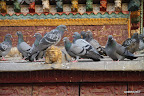 Pigeons picking a goddesses head