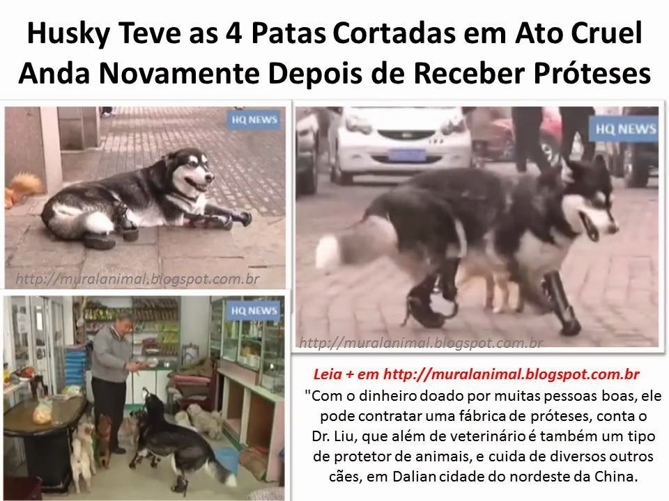 [Husky%2520Teve%2520as%25204%2520Patas%255B3%255D.jpg]