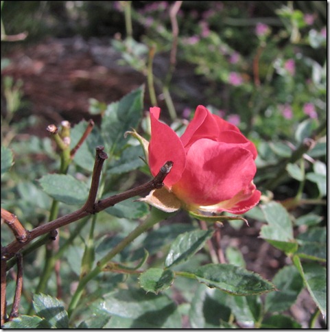 IMG_4519 IMG_4519