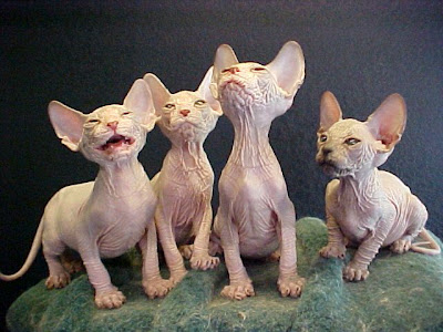 gatos esfinge camada.jpg