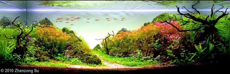 aquascaping-17