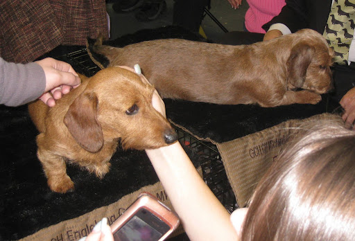 Wirehaired Dachshund